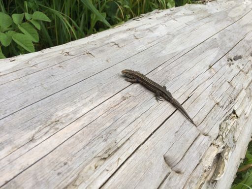 Saw a mother fucking lizard in Cann! Mmm, tastes like chicken.