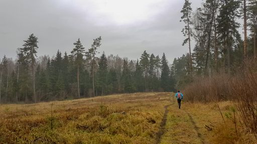 Вырубка в лусу к юго-западу от Первого Мая.