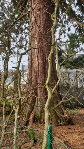 Koenigstein im Taunus_ID23776_BM_Parkstr. 26