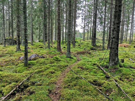 Härlig mossa överallt! 🤩