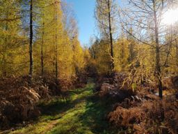 ascendet putredo consumendus