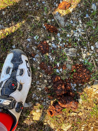 Každý správny medveď sere do stredu chodníka