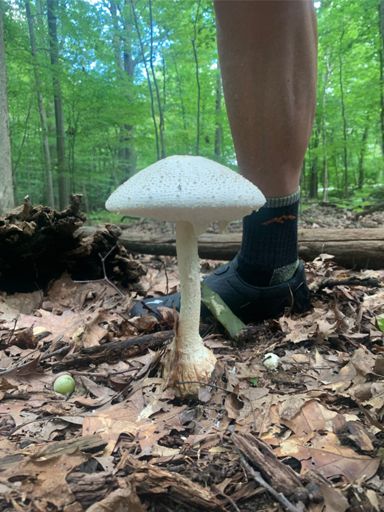 On of the Tallest mushrooms 🍄 I’ve ever seen.