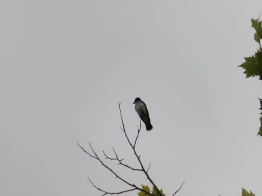 Eastern kingbird