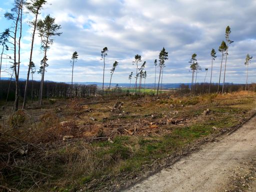 Wo ist der Wald 🥺