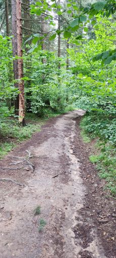 Потом гармин решил, что надо начать заводить меня в чащу... 😆