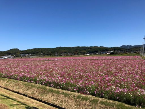 益子コスモス