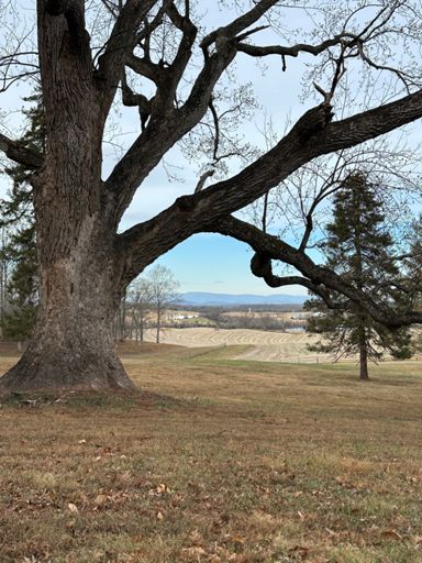 This Tree is WAY bigger than it looks in photos. 