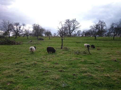 Wollige Mitbewohner in Grünwettersbach.