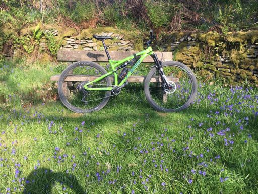 Bluebells on the blue scar