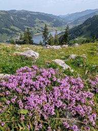 Crêtes au dessus du Schwarzsee : Fochsenflue et Chörblispitz