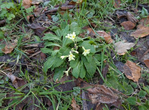 What the 'eck? Primroses in January 