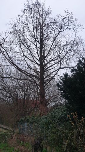 Karlstein am Main_ID23881_UM_Karolingerring 55