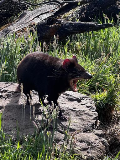 Tasmanian Devil 