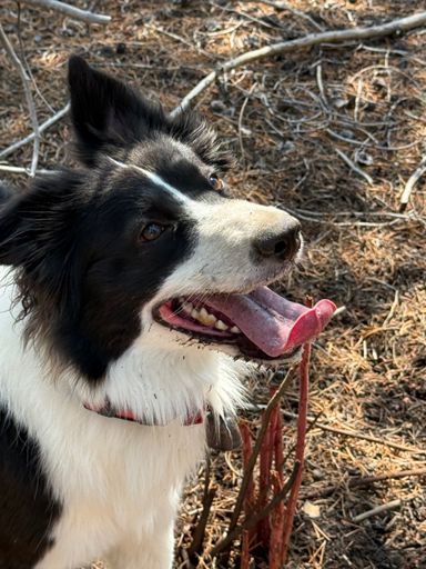 What makes you think I was digging for that chipmunk? 