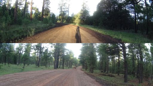 Bunch of Elk this am