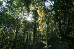 Entre le col d’Amic et le Vieil Armand