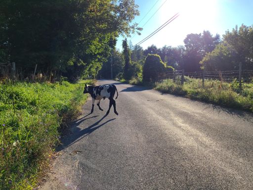 Baby cow (loose and running down the road).