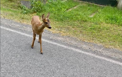 Bleef mooi staan toen ik voorzichtig langs fietste