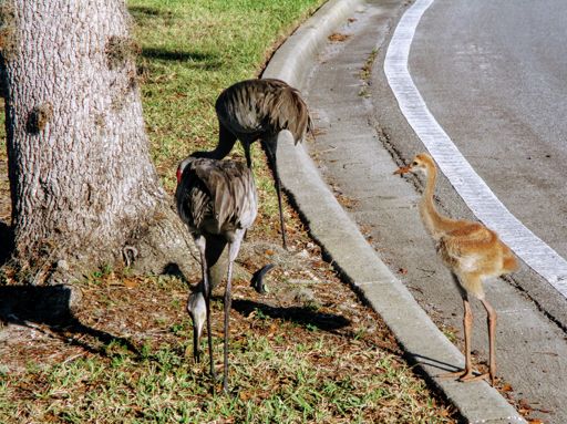 . . . and baby makes three - cranes that is.