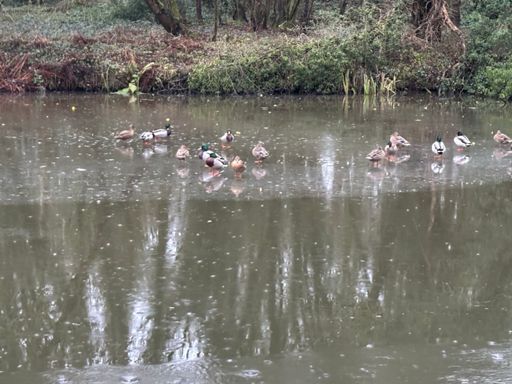 Canards du canal. Great weather for ice skating…