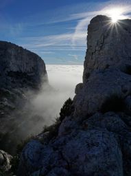 Dans la forêt des calanques