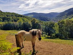 Metzeral au Petit Ballon