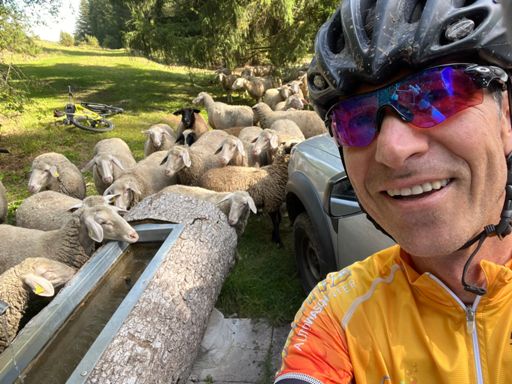 …my new friends 🐑