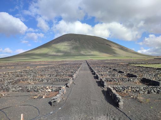 Vines in their windbreaks 
