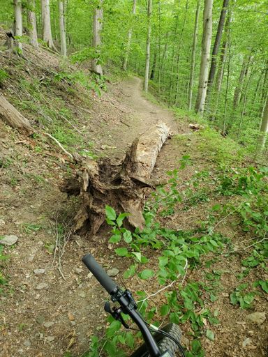 Large tree rolled onto the downhill trail to Sunken bridge
