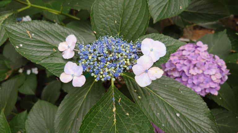 たぶん紫陽花、