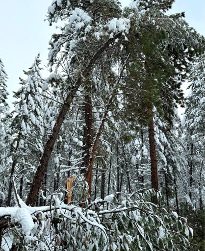 Remaining leaner which will probably fall sometime in the next day.