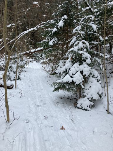 Into the dark forest