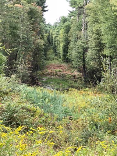 No! Overgrown and flooded. Typical for pipeline trails.