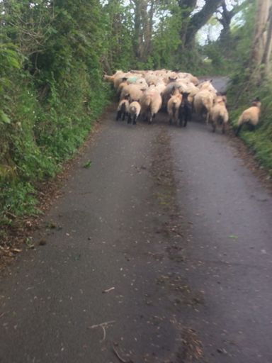 Traffic Jam in Pentrefelin