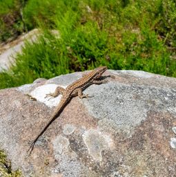 Balade à Pierre Percée VTT+marche