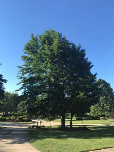 Lots of blue and green this AM.