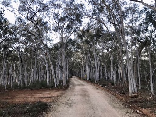 The white columns in the park