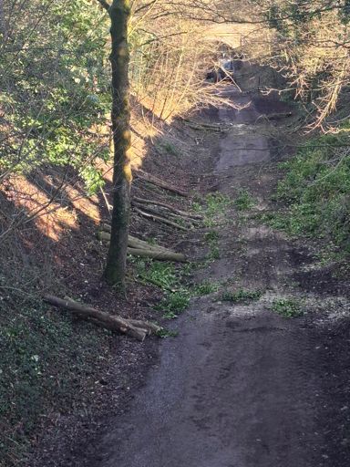 Old London to Manchester railway line, now ash dieback means many trees are being felled