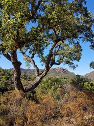 VTT dan l’Estérel