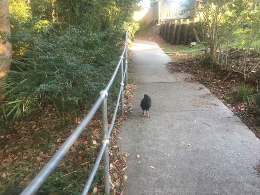 I’m gunna get that worm!