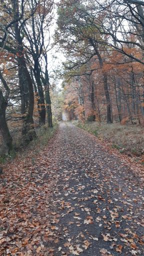 Oberhalb von Spesenroth. 