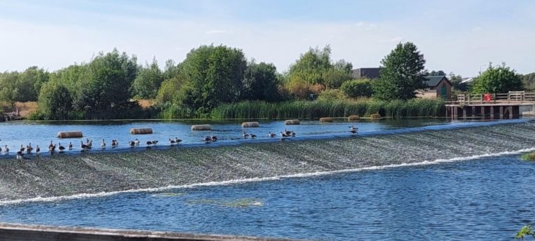 Canada geese enjoying the weather on a weir on the Jubilee River