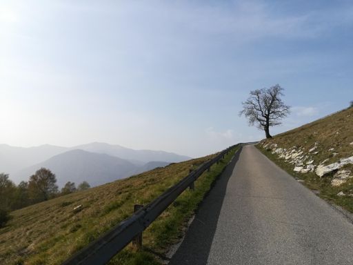 Lui.... L albero. E la strada E i piani di colline. Da qui più vista e meno ansie, si é in alto