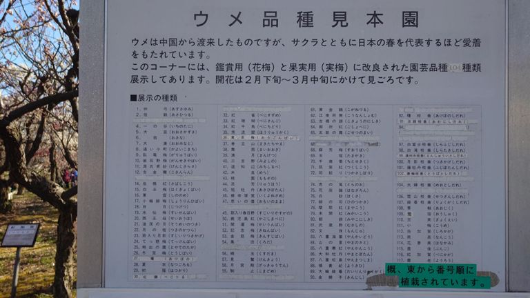 梅ってこんなに種類があるんだ...