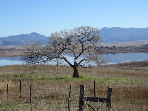My favorite tree on the south shore of Lake Henshaw.