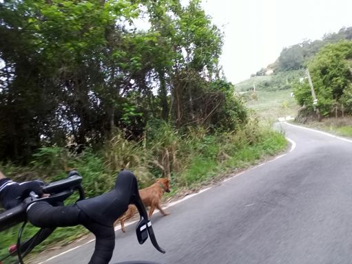 軟鼻坑巡山員=布丁狗