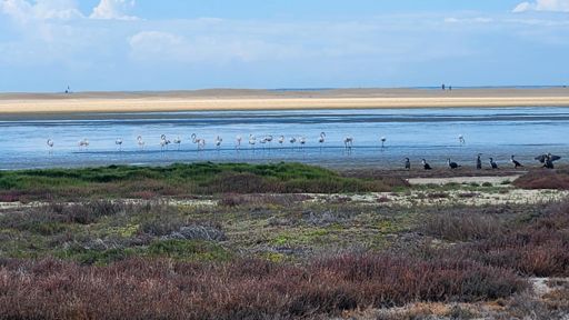Kabeljous-lagoon flamingos 