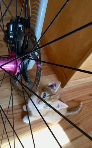 9 weeks old and already digging bikes
