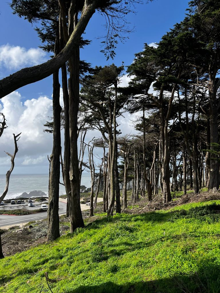 Butterlap (Presidio & Golden Gate Park)的照片 136